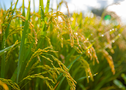 二十四节气丨秋分：恰如其分，平分秋色